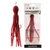 Daiwa Kohga Mega 6 Octopus Skirt Bloody Red