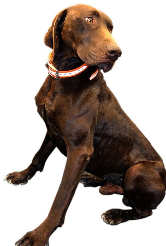 Outdoor Outfitters Dog Collar Hi Viz Orange with Reflector Strip 800mm