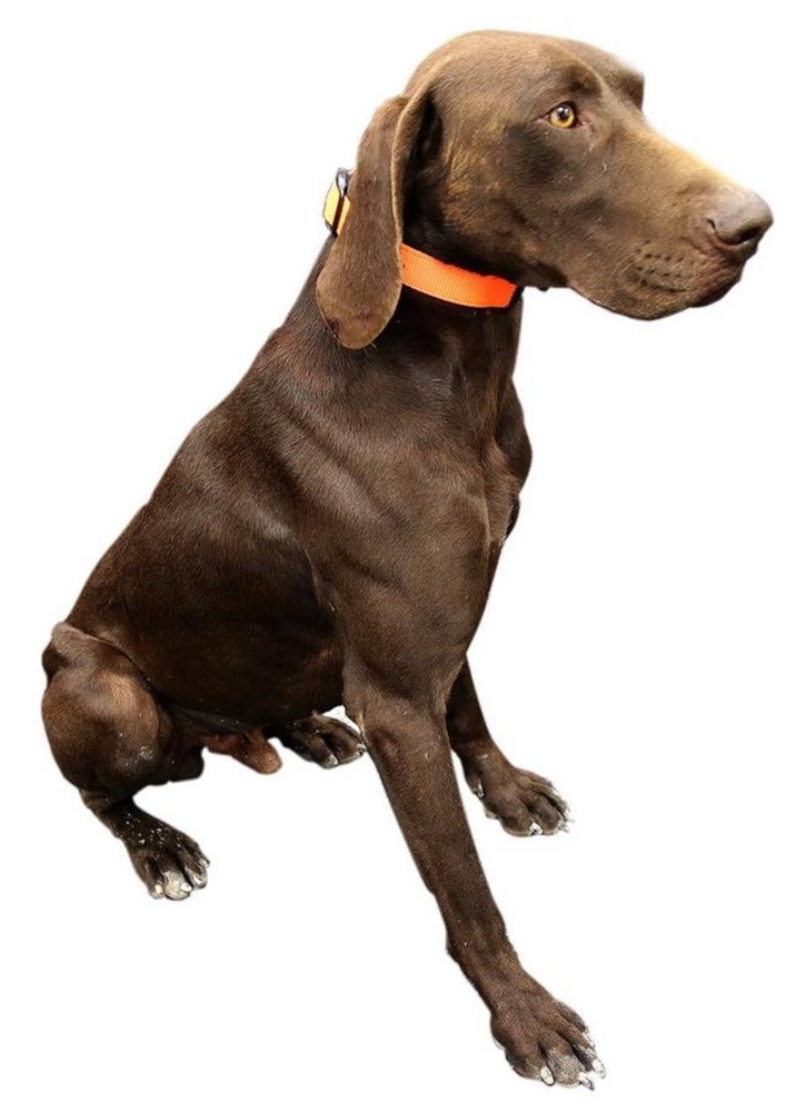 Outdoor Outfitters Dog Collar Reversible Orange/Black 400mm Non