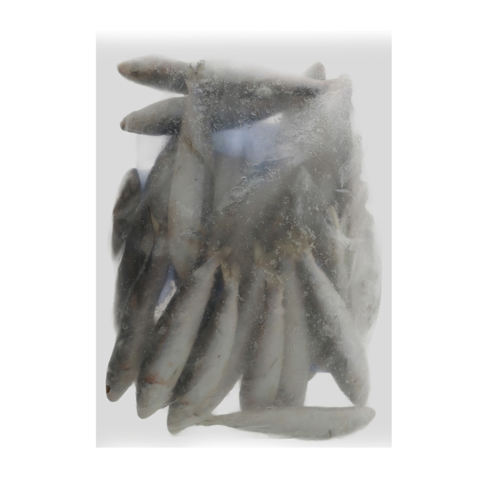 Seawork Razorbelly Pilchards Frozen Bait 1kg