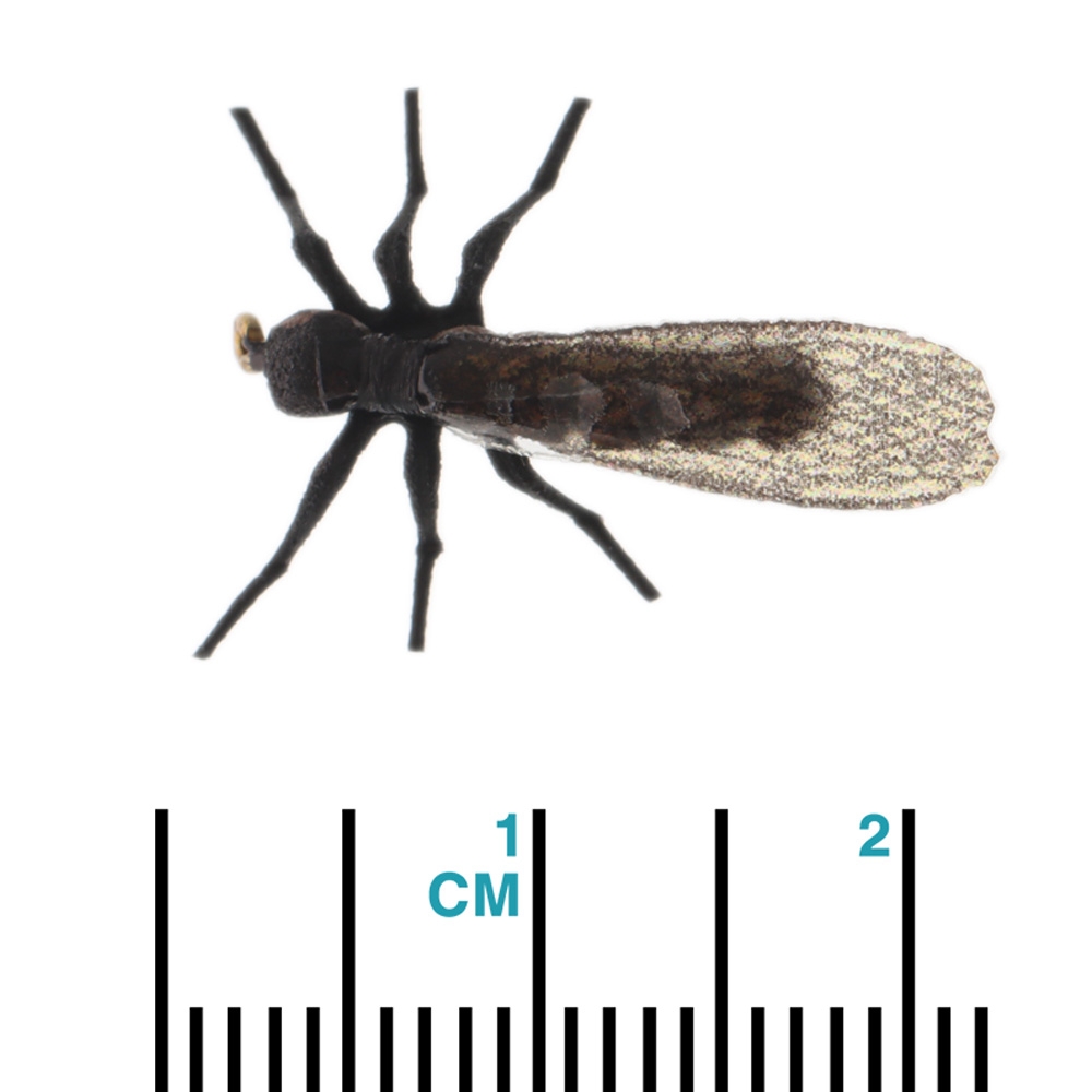 Manic Tackle Project True Little Black Stonefly Dry Fly #14