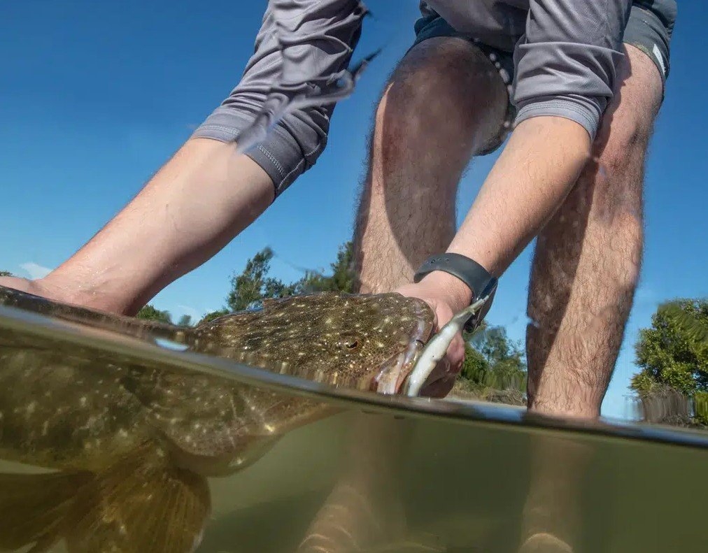 Berkley Gulp Squid Saltwater Soft Bait 3in / 7.5cm Qty 6