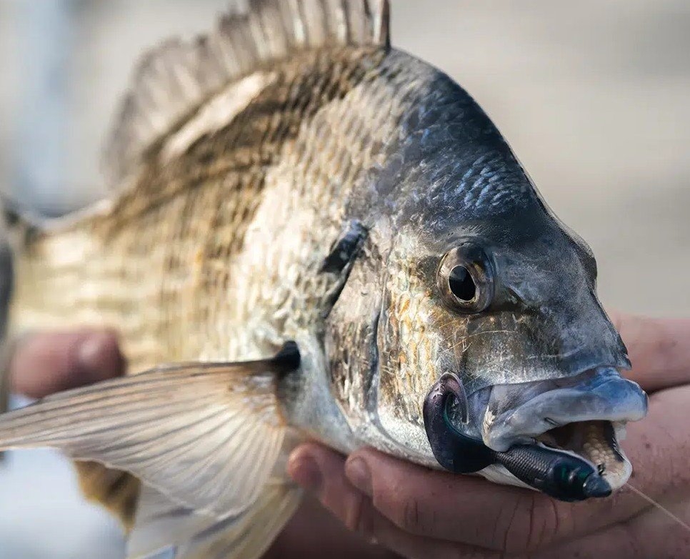 Berkley Gulp Swimming Mullet Soft Bait 3in / 7.5cm Qty 11