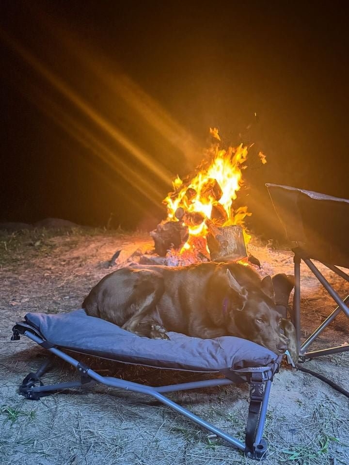 Wildtrak Deluxe Folding Pet Bed 60x60cm