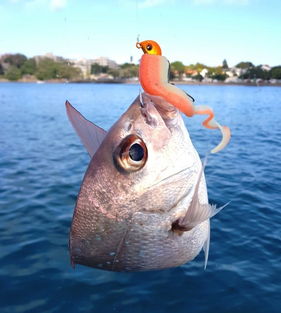 Catch Black Label Livies Jerkshad Soft Bait 10in Qty 3 Catch Black Label Livies Jerkshad Soft Bait 10in Qty 3