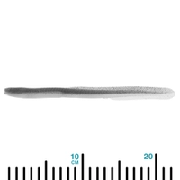 Catch Black Label Livies Eels Tail Soft Bait 7in Silver Shadow Qty 4 Thumbnail Catch Black Label Livies Eels Tail Soft Bait 7in Silver Shadow Qty 4