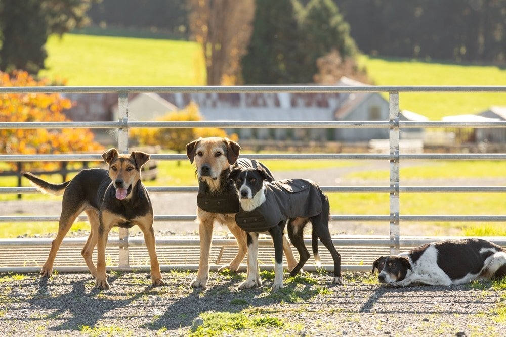 Styx Mill Oilskin Lined Dog Coat Brown