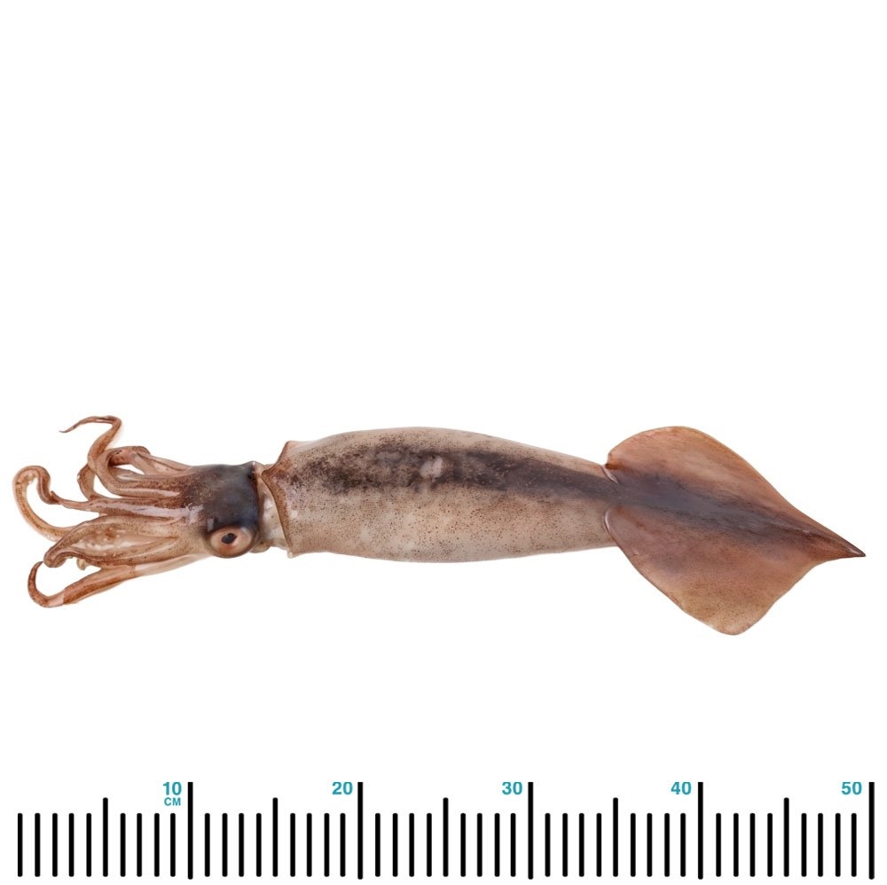 Seawork Whole Frozen NZ Arrow Squid XL 600g