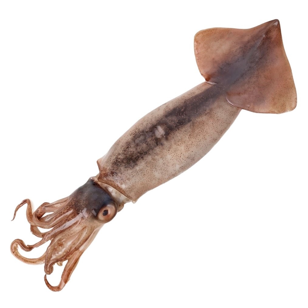 Seawork Whole Frozen NZ Arrow Squid XL 600g