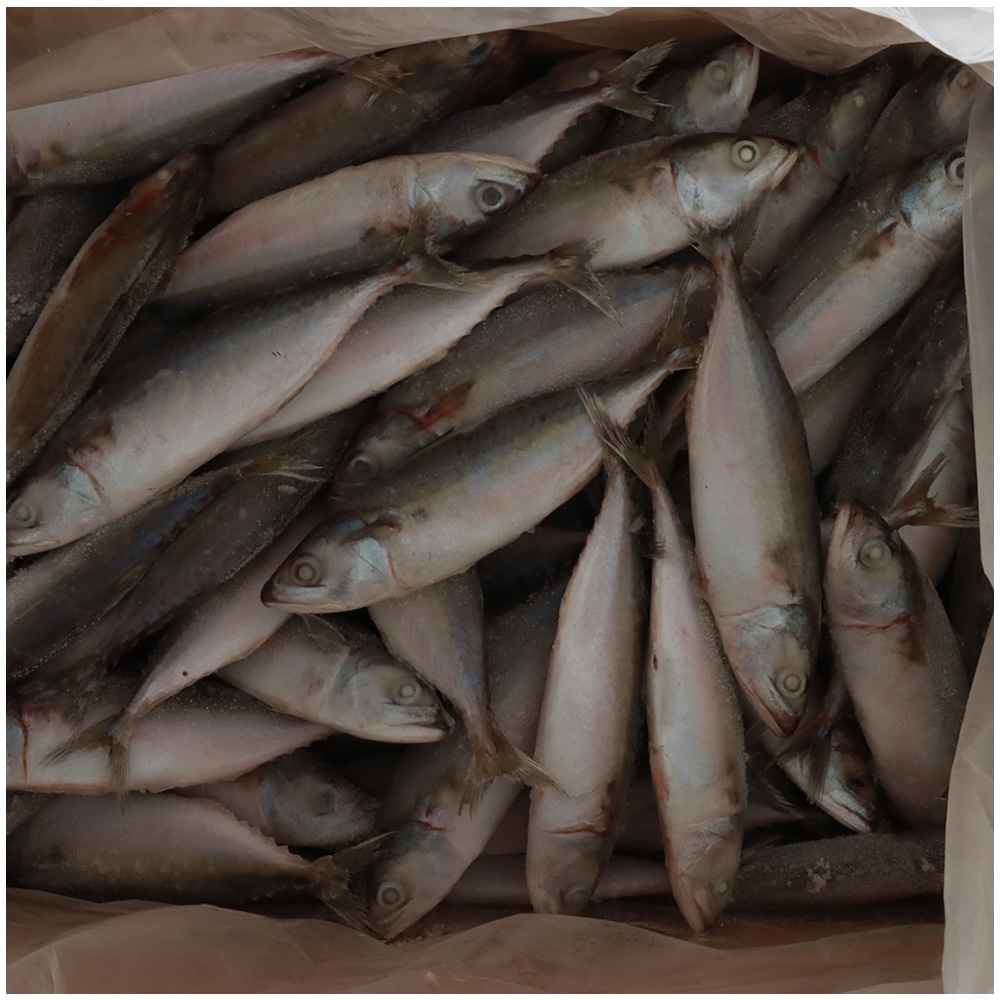 Pendarves Mad Macks Premium Mackerel Freeflow Frozen Bait 5kg