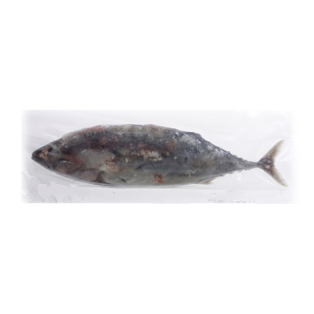 PL Bonito Frozen Bait Small 20kg