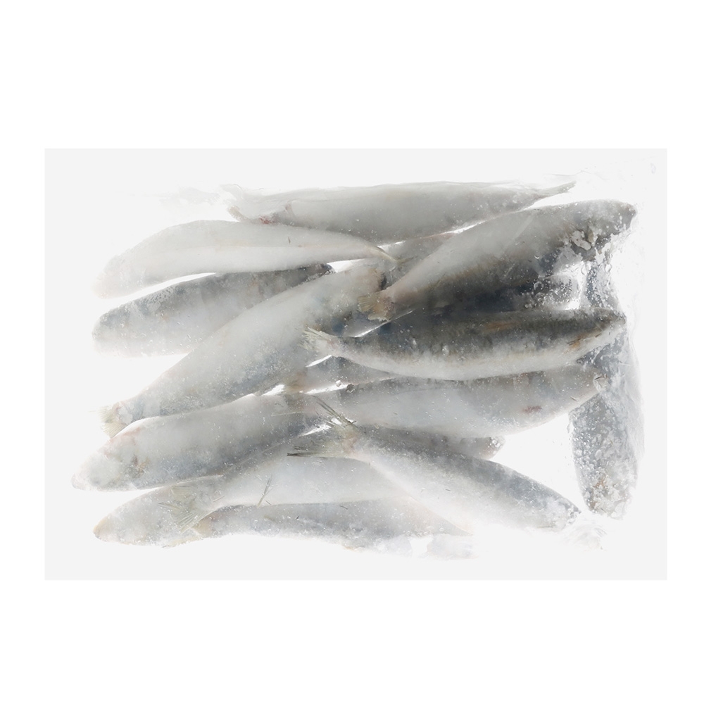 Pendarves Pilchards Charter Pack Special Frozen Bait 1kg