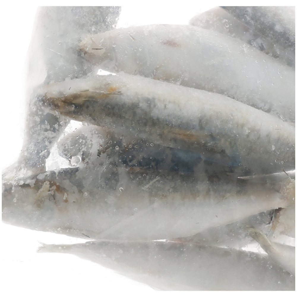 Pendarves Pilchards Charter Pack Special Frozen Bait 1kg