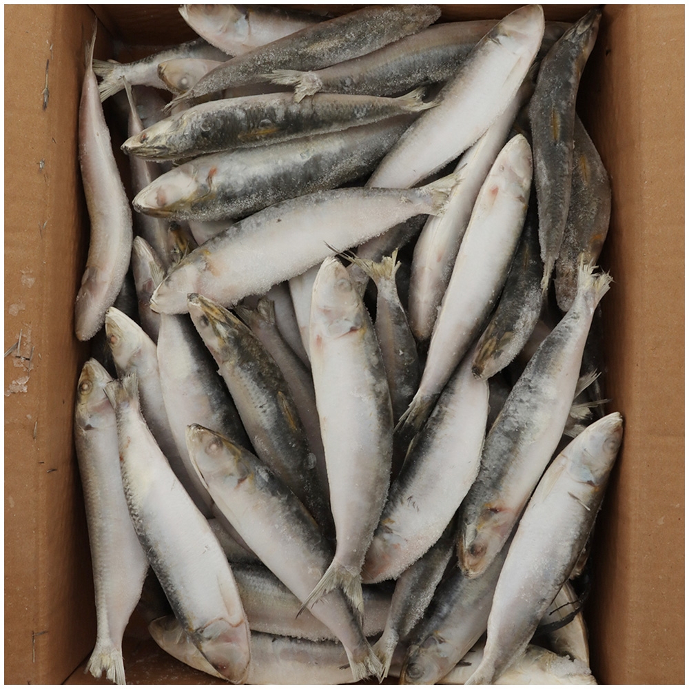 Pendarves Pilchards Charter Pack Special Frozen Bait 5kg