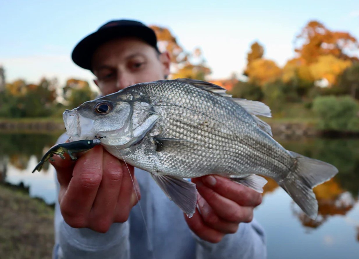 Daiwa BaitJunkie Prawn Soft Bait 2.35in/60mm Qty 8