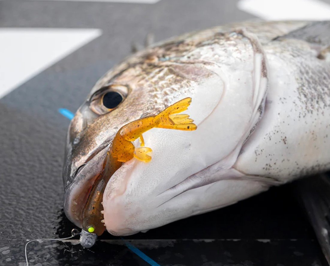 Daiwa BaitJunkie Prawn Soft Bait 2.35in/60mm Qty 8