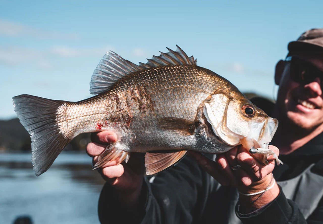 Daiwa BaitJunkie Prawn Soft Bait 2.35in/60mm Qty 8