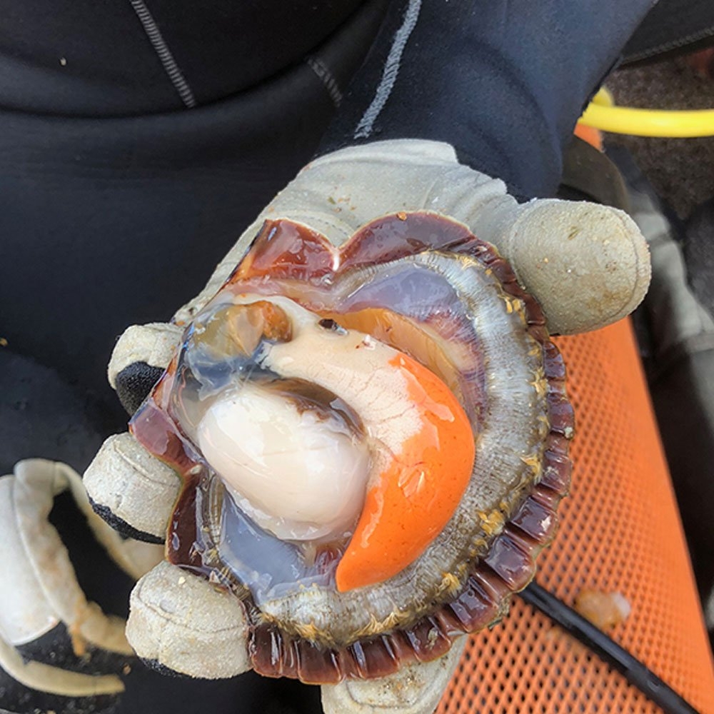 Victory Scallop Shucking Knife 11cm