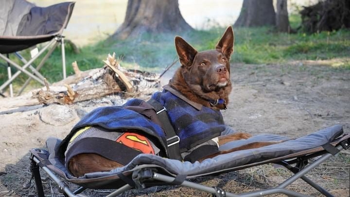 Wildtrak Deluxe Folding Pet Bed 60x60cm