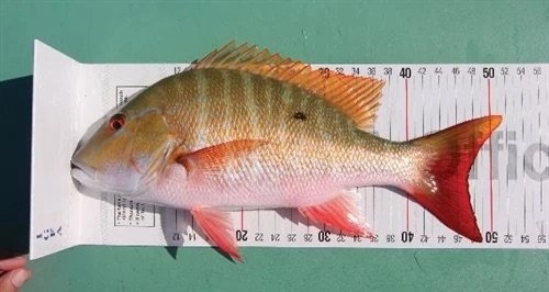 IGFA Official ATL World Record Fish Measure Mat 200cm