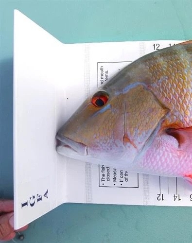 IGFA Official ATL World Record Fish Measure Mat 200cm