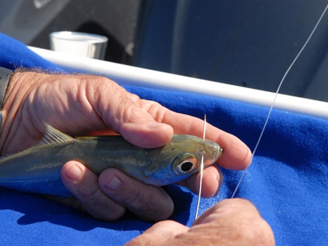 Nacsan Big Game Marlin Live Bait Needle