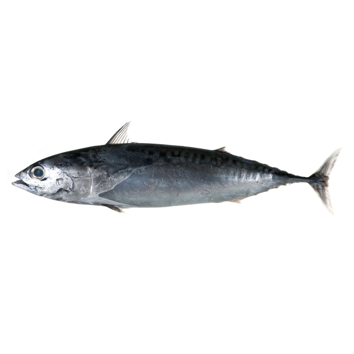 Salty Dog Bullet Tuna Frozen 2kg