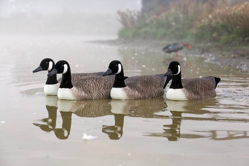 Game On 26in Canada Goose Floater Flocked Head and Tail 4 Pack