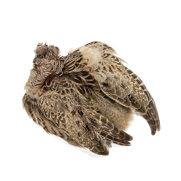 Wapsi Ringneck Pheasant Skin Natural Hen