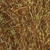 Wapsi SLF Prism Dubbing Brown Olive