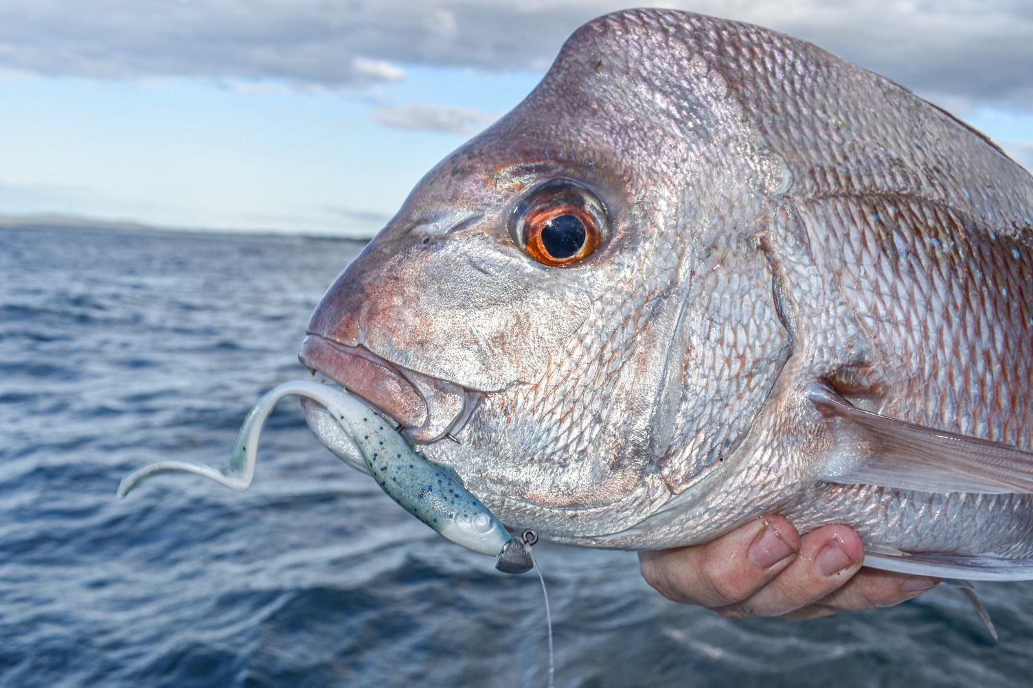 Berkley Gulp Grub Soft Bait 6in/15cm Black Chartreuse Fuze