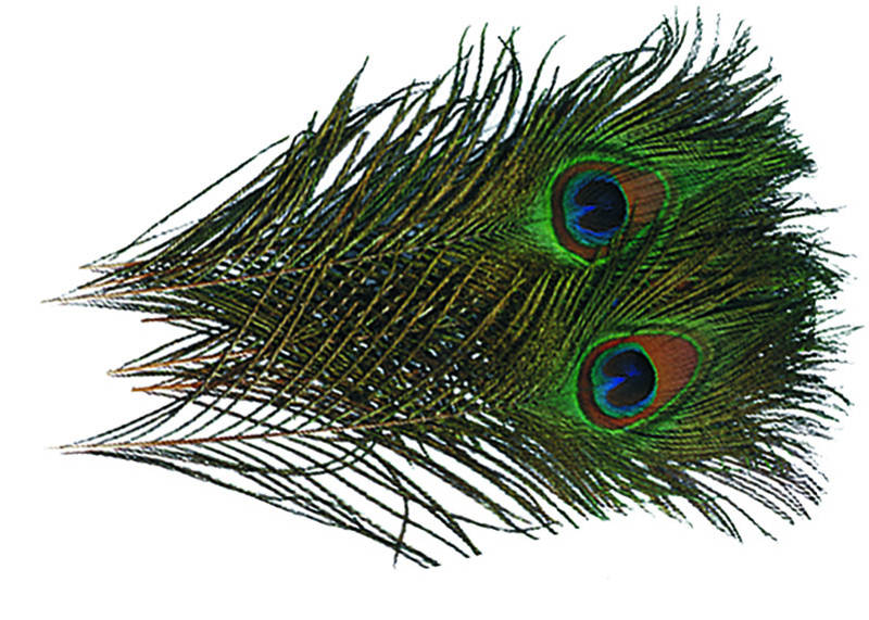 Wapsi Peacock Eyes Natural