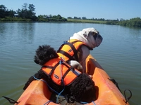 Baltic Pet/Dog Life Jacket Thumbnail Baltic Pet/Dog Life Jacket