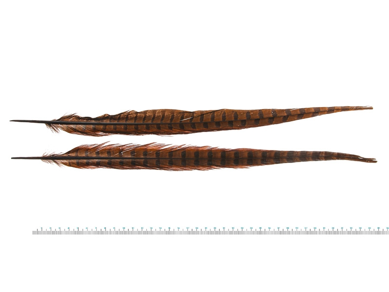 Wapsi Ringneck Pheasant Tail Feathers Pair
