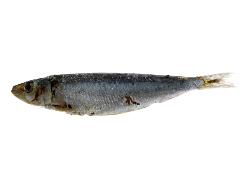 Seawork Razorbelly Pilchards Frozen Bait 1kg