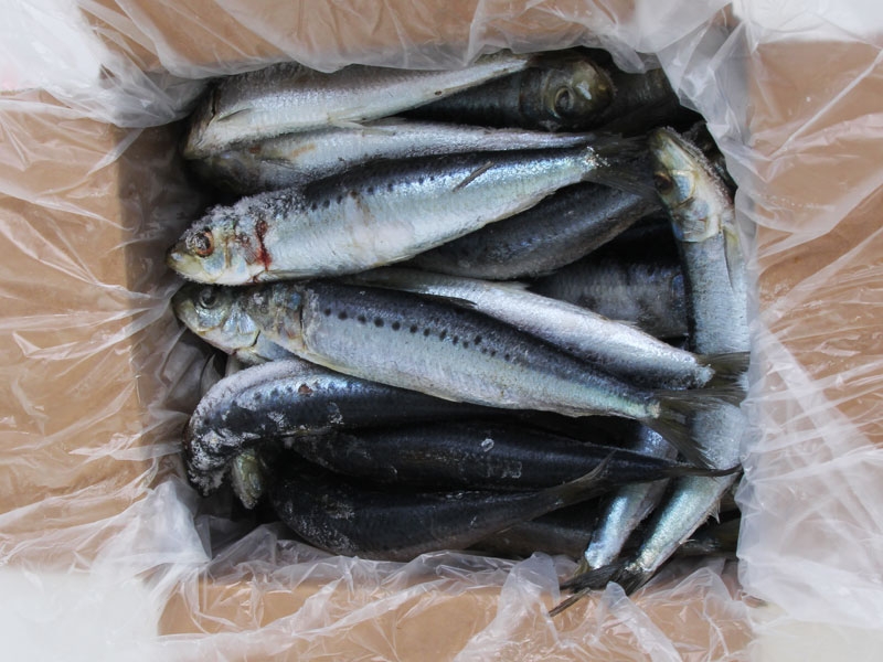 Salty Dog NZ Pilchards Regular Size