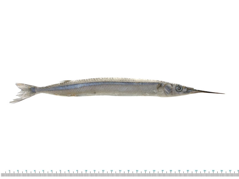 Salty Dog New Zealand Piper 500gm Freeflow Bag