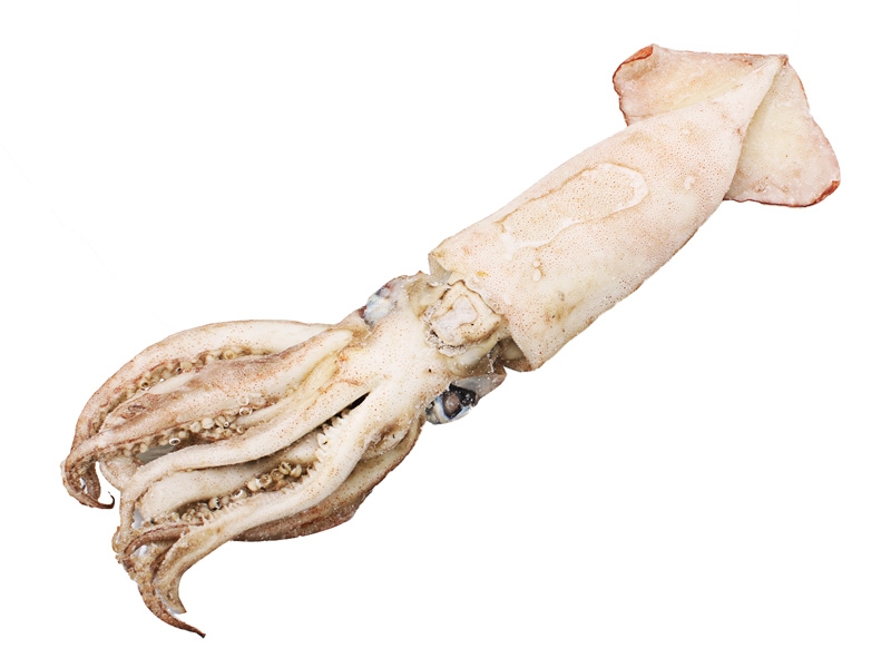 Salty Dog Broadbill Arrow Squid XL 400g