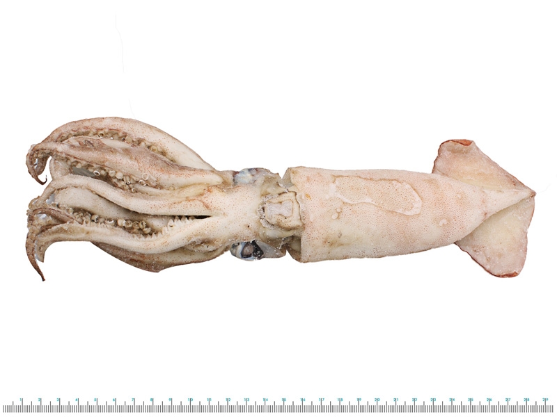 Salty Dog Broadbill Arrow Squid XL 400g