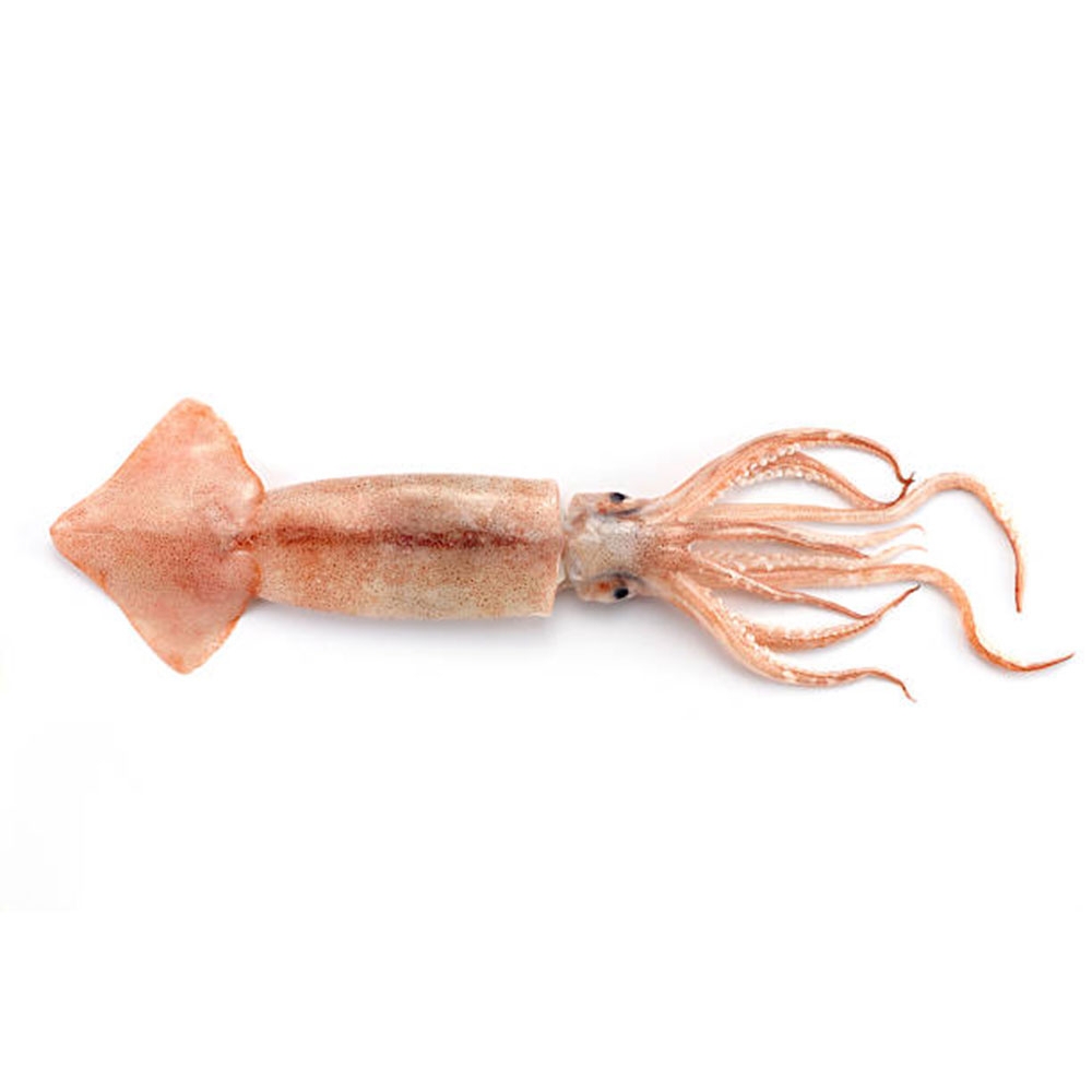 Squid Plain Bag 1kg