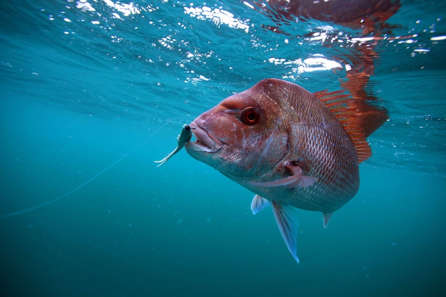 Berkley Gulp Alive Jerk Shad Soft Bait Tub 15cm New Penny